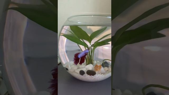 Betta fish tank. Маленький аквариум без фильтра для рыбки-петушка смотреть онлайн