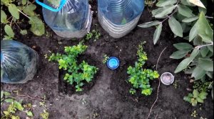 УКОРЕНЕННЫЕ ЗЕЛЕНЫЕ ЧЕРЕНКИ КИЗИЛЬНИКА ДАММЕРА И МОЖЖЕВЕЛЬНИКИ НА 27 07.