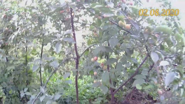 Слива на биогумусе. Выращивание сливы на участке смотреть онлайн