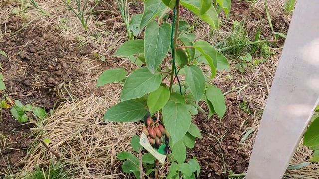 Kiwi Partea 2 - Actinidia Arguta - Mini-kiwi