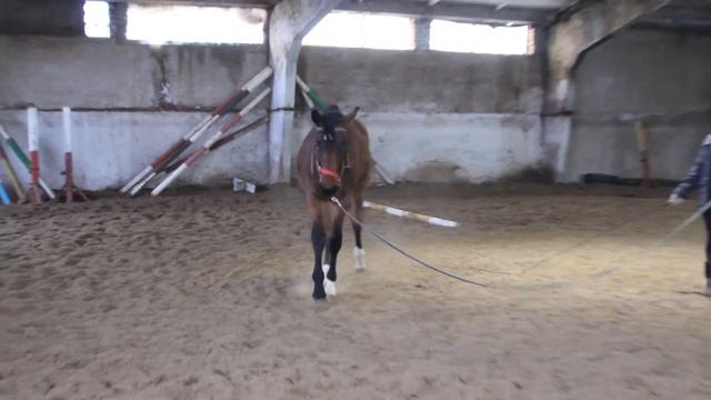 Ганноверский жеребец 2019 г.р./Продается/Шаг смотреть онлайн