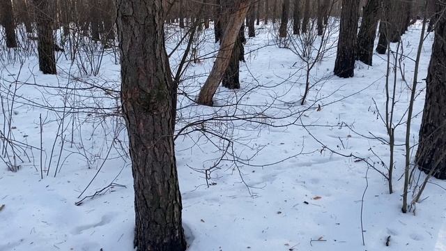 Прогулка по зимнему лесу. Кормим белочек) смотреть онлайн