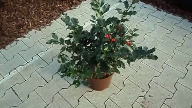 Ilex meserveae Blue Princess смотреть онлайн