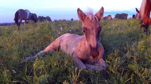 Жеребёнок, жеребёнок - Белой лошади ребёнок смотреть онлайн