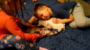 Уля и Миша мучают котенка