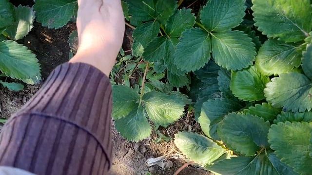 Влог. Дача. Забираю цветы домой.Закрытие дачного сезона смотреть онлайн