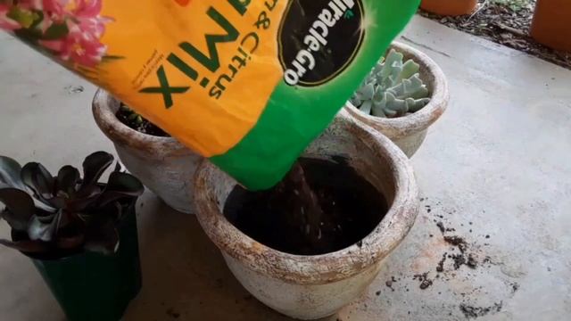 Repotting my succulents into new ceramic planter..? смотреть онлайн