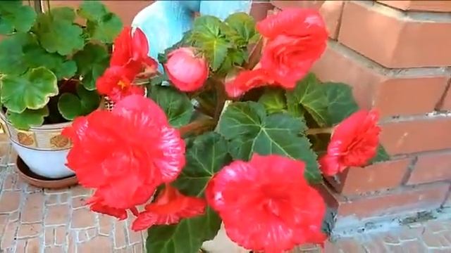 #begonia #бегония / Бегония кустовая полумахровая Мармората . Июльское утро любви на даче смотреть онлайн