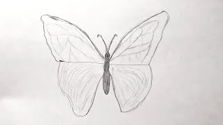 Как легко и быстро нарисовать БАБОЧКУ обычным простым карандашом всего за 5 минут/Урок по рисованию смотреть онлайн