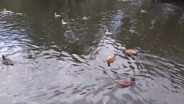 Утки московского зоопарка. смотреть онлайн