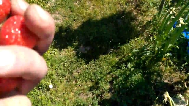 Земляника Зенга Зенгана (обзор для Богдана) смотреть онлайн