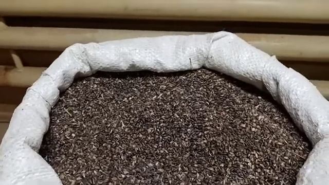 Выращивание сеянцев хвойных пород. Как правильно купить семена, чтобы не остаться без урожая. смотреть онлайн