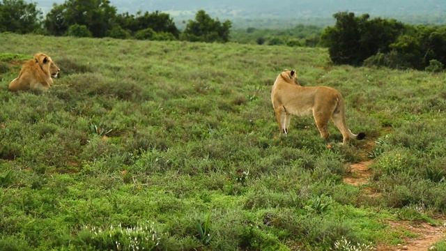 King of the Jungle the lion смотреть онлайн