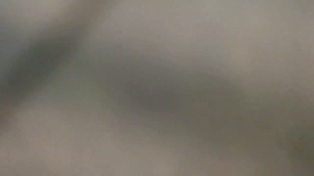 Что должно быть в клетке у хомяка? Как правильно содержать джунгарских хомяков? смотреть онлайн