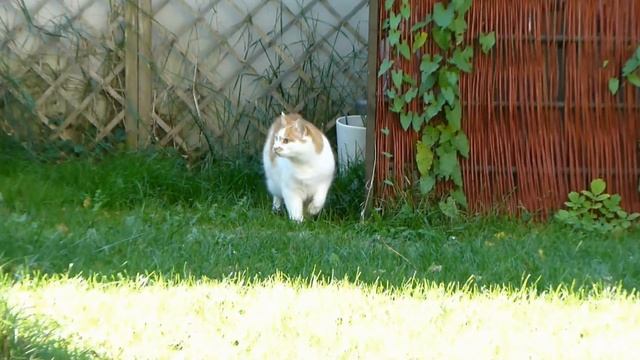 Lumix Fz 100 Zoom Test смотреть онлайн