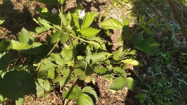 Ежевика Свит Пай,цветение осеннего саженца смотреть онлайн