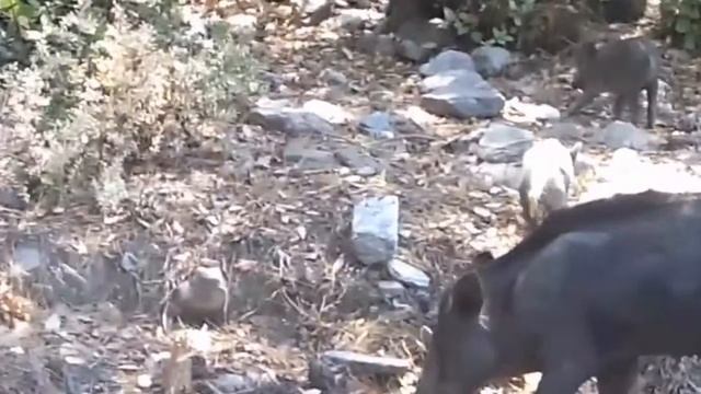 Отдых в Кушадасы. Национальный парк.Турция смотреть онлайн