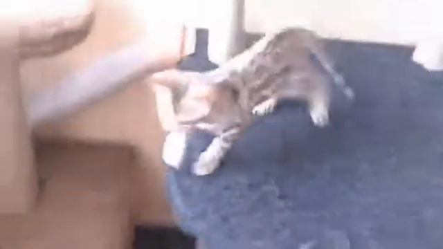 бенгальский мальчик смотреть онлайн