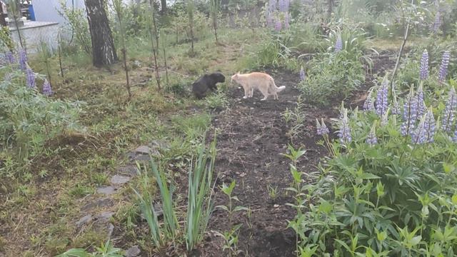 КОТЫ В ПЕТЕРБУРГЕ . БЕЛЫЕ НОЧИ.В 3 ЧАСА УТРА WHITE NIGHTS. AT 3 HOURS. MORNING. CATS. смотреть онлайн