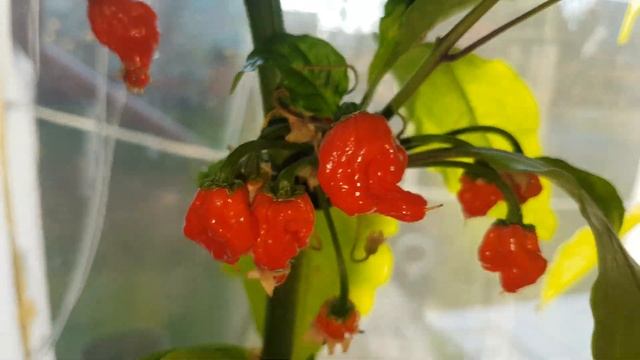 Плодоношение Каролинского жнеца Carolina Reaper смотреть онлайн