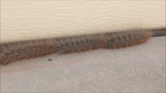 Hairy Caterpillar Conga Line - Processionary Caterpillar смотреть онлайн