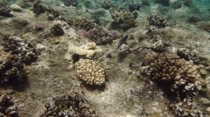 Большой коралловый риф.4K Video Ultra HD Relaxing Music