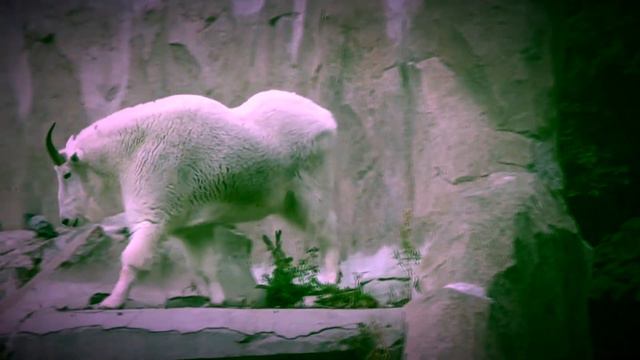 🐐304🐐 Горная коза-дереза и ее семья 🌿 🐐 🌿 🐐 🌺 🌿 🐐 смотреть онлайн