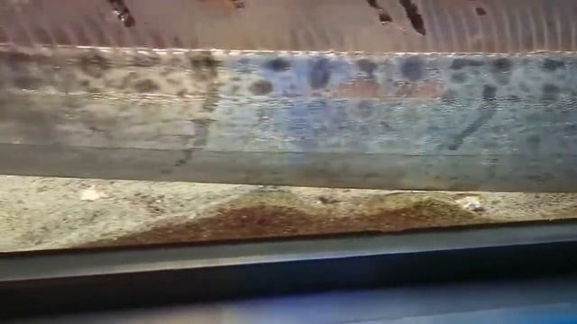 Маленький принц. Ребёнок Сельдяного Короля, самой длинной рыбы планеты. смотреть онлайн