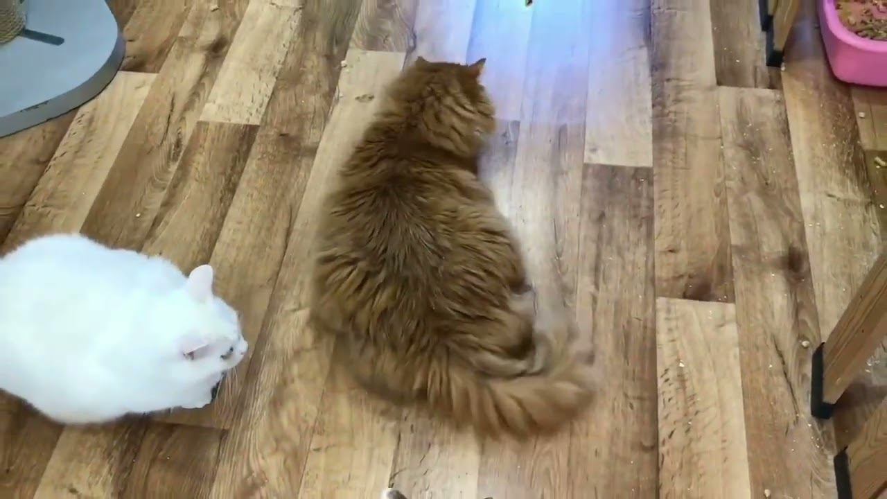 Гришенька на радуге