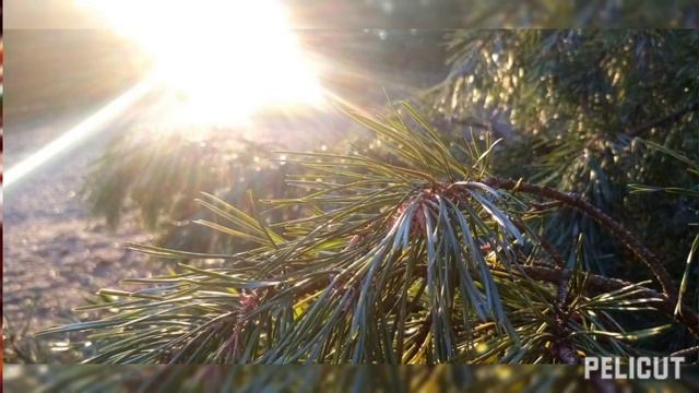 Лес🌳 смотреть онлайн