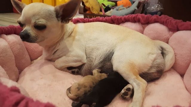 так происходят самые лучшие естественные роды чихуахуа Кастропуло Крым Симферополь питомник собак смотреть онлайн