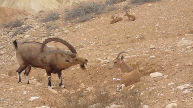 Любовные игры горных козлов пустыни Негев смотреть онлайн