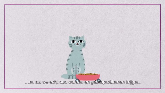 WHISKAS® K.I.T. - Welk voer moet ik een oudere kat geven? смотреть онлайн