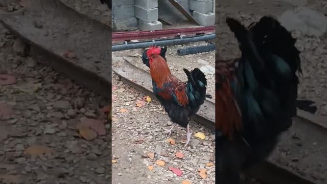 ПЕТУХИ,ЧЕРНО-МЕДНЫЕ МАРАНЫ с Доминантами DS 109 смотреть онлайн