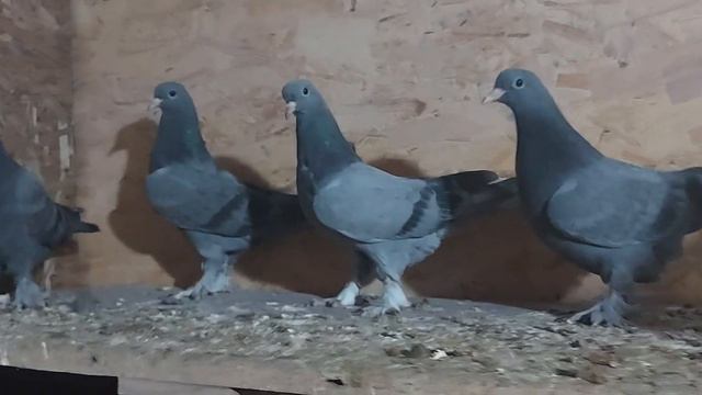 такла думанли кирли