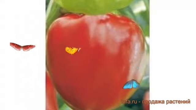 Перец сладкий Радонеж (radonezh radonezh) ? перец Радонеж обзор: как сажать семена перца Радонеж смотреть онлайн