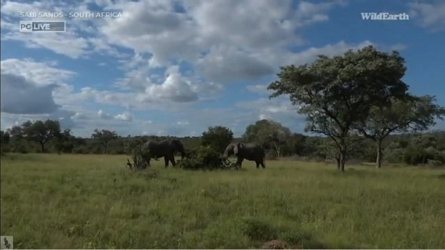 Wild Earth ~ Two Big Elephant Bulls Clash ~ January 31, 2022 смотреть онлайн