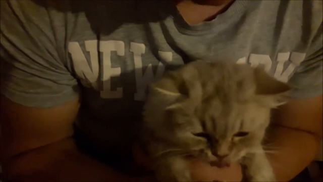 Кошки любят сладкое. Кошки приколы. Тортик это для меня смотреть онлайн