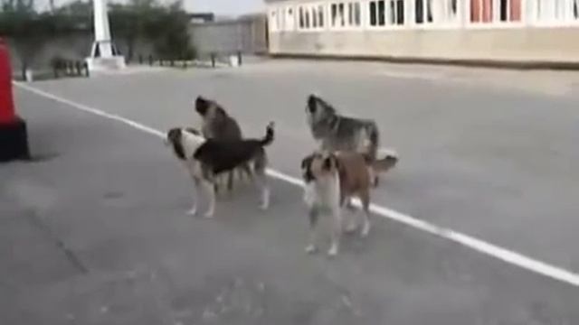 Бродячие собаки дружно воют под гимн России смотреть онлайн