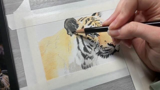 Drawing A Tiger With Colored Pencils | Colored Pencil Drawing Tutorial For Beginners смотреть онлайн