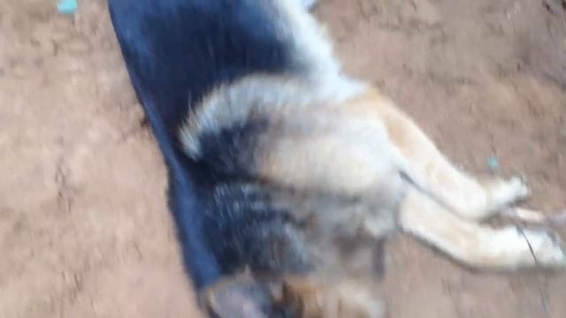 Строительные Приоритеты