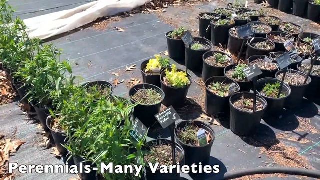 Cream of the Crop Plant Nursery / Garden Center in Charlotte Hall, MD - Saint Marys County MD смотреть онлайн