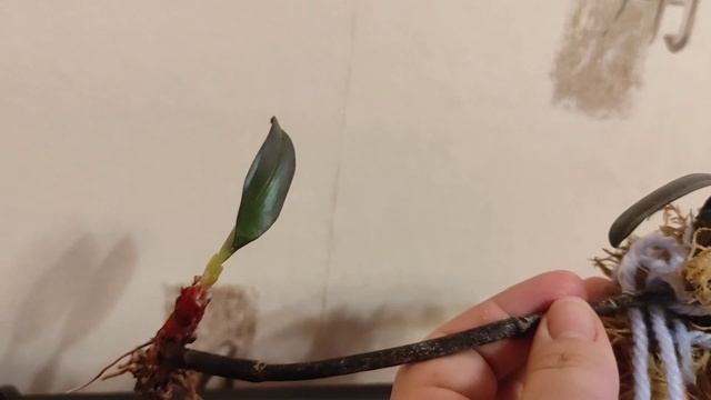Орхидея почти погибла! снимаем детку с её цветоноса! Сого Лоуренс. смотреть онлайн
