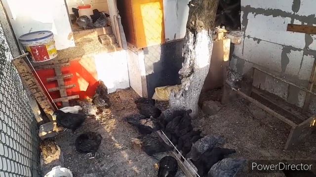 ✔Этим обязательно пропаиваю!//Хорошие куры несушки,несут много яиц//Economy in Russia смотреть онлайн