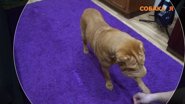 Команда поклон | Шарпей | Дрессировка | Команды для собак | Shar Pei | Commands for dogs смотреть онлайн