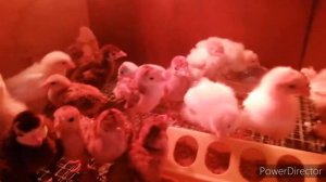 Кальций борглюконат индюшатам и цыплям. Пропойка. Индюшатам 2 недели.