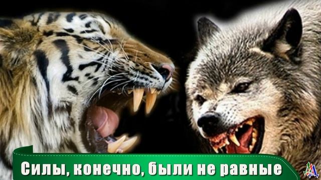 Как Волчица спасала своих детенышей от Тигра смотреть онлайн