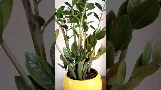 Доларовое дерево. Замиокулькас секрет успеха