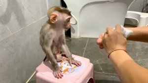 Monkey Puka has pooped, he looks for Mom to change his diaper