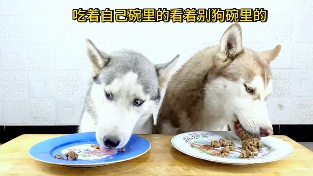 Husky Changwei has improved, making the shovel officer very pleased смотреть онлайн